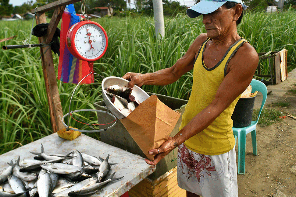 Ein philippinischer Kleinfischer verkauft seinen Fisch neben einem Reisfeld