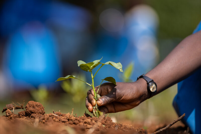 Dieu donne des graines